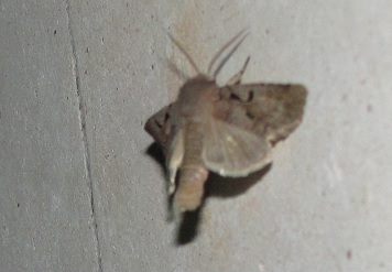 Orthosia gothica, Noctuidae